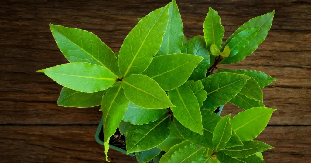 growing bay laurel in pots